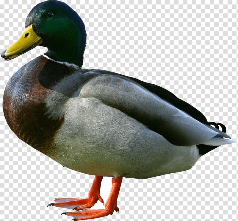 Duck